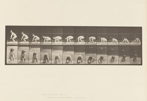 479. tábla. Gyermek, felkelés a földről alkotó: Eadweard Muybridge