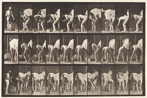 508. tábla. Lópatkolás alkotó: Eadweard Muybridge
