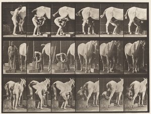 509. tábla. Lópatkolás alkotó: Eadweard Muybridge