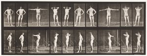 529. tábla. Különféle pózok alkotó: Eadweard Muybridge