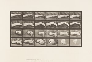 532. tábla. A kéz mozgása; Körrajz, 1885 alkotó: Eadweard Muybridge
