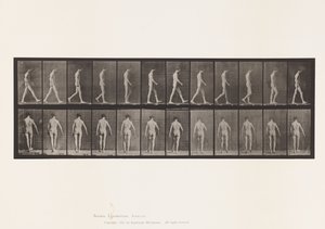 546. tábla.Mozgásszervi ataxia; Séta, 1885 alkotó: Eadweard Muybridge