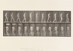 554. tábla.Mozgásszervi ataxia; Séta, 1885 alkotó: Eadweard Muybridge