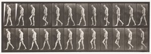 555. tábla. A lábak izomsorvadása; Felnőtt, A,B, Séta, 1885 alkotó: Eadweard Muybridge