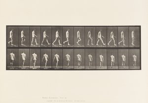 560. tábla.Mozgásszervi ataxia; Séta, 1885 alkotó: Eadweard Muybridge
