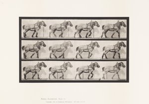 565. tábla.Húzás;Sötétszürke belga lódüssel alkotó: Eadweard Muybridge