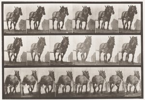 566. tábla. Vontatás; Sötétszürke belga lódusel, 1885 alkotó: Eadweard Muybridge