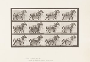 567. tábla. Vontatás; Sötétszürke belga ló, Billy, 1885 alkotó: Eadweard Muybridge