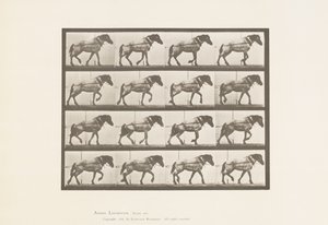 569. tábla. Vontatás; Sötétszürke belga lóhansell, 1885 alkotó: Eadweard Muybridge