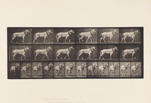 571. tábla. Vontatás; Világosszürke Mare Johnson, 1885 alkotó: Eadweard Muybridge