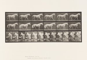 576. tábla Séta; Ingyenes; Világosszürke lósas alkotó: Eadweard Muybridge