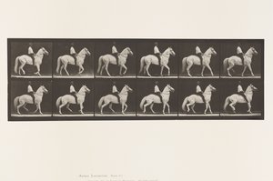 577. tábla.Séta; Nyereg; Szabálytalan; Fehér ló, Clinton, 1885 alkotó: Eadweard Muybridge