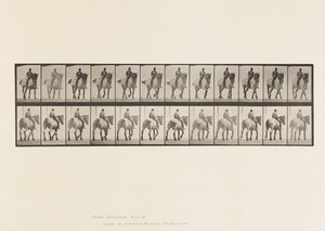 578. tábla.Séta; Csupasz Hát; Sötétszürke belga lódüssel alkotó: Eadweard Muybridge