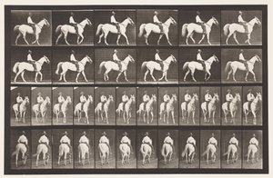 579. tábla.Séta; Nyereg; Fehér Ló Elberon, 1885 alkotó: Eadweard Muybridge