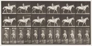 581. tábla.Séta;Meztelenül;Lovas,43, Akt; Világosszürke Horse Smith, 1885 alkotó: Eadweard Muybridge