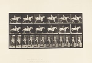 582. tábla. Séta;Nyereg; Rider, 43 éves, akt; Világosszürke Horse Smith alkotó: Eadweard Muybridge
