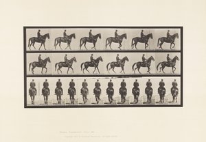 584. tábla.Séta; Nyereg; Szabálytalan; Barna kanca szépsége, 1885 alkotó: Eadweard Muybridge
