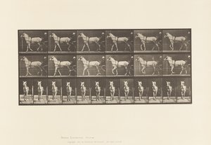 586. tábla.Séta; Duzzogó; Világos szürke kanca, Katydid, 1885 alkotó: Eadweard Muybridge