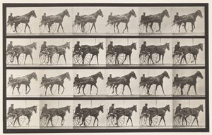 587. tábla.Séta; Duzzogó; Sóska Kanca Nellie Rose, 1885 alkotó: Eadweard Muybridge