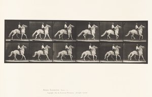 tábla 589.Ambling alkotó: Eadweard Muybridge