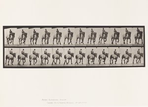 Tányér 599. Ügető; Csupasz hátú; Sötétszürke Dusel alkotó: Eadweard Muybridge