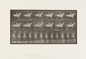 602. tányér.Ügető;Mezíthátú; Lovas, 43, akt; Világosszürke Horse Smith, 1885 alkotó: Eadweard Muybridge