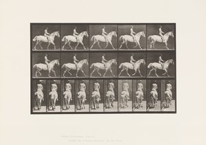 Tányér 603. Ügető; Nyereg; Ride, 43, széles, világosszürke Horse Smith alkotó: Eadweard Muybridge