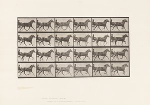 Tányér 607. Ügető; Duzzogó; Bay Mare, Lizzie M. alkotó: Eadweard Muybridge