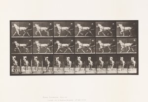 Tányér 610. Ügető; Duzzogó; Szürke Kanca, Katydid alkotó: Eadweard Muybridge