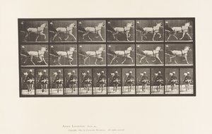 Tányér 611. Ügető; Duzzogó; Szürke Kanca, Katydid alkotó: Eadweard Muybridge