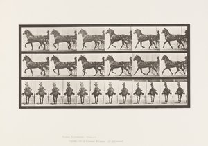 tábla 612. Ügető; Duzzogó; Bay Horse, Dereumd alkotó: Eadweard Muybridge