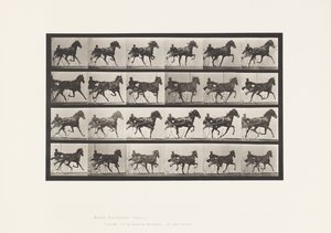 tábla 613. Ügető; Duzzogó; Sóska Kanca Nellie Rose alkotó: Eadweard Muybridge