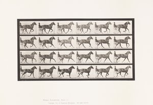 tábla 614. Ügető; Betörés Vágtába; Sóska Mare Flode Holden alkotó: Eadweard Muybridge