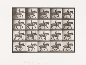 615. tábla. Canter: Csupasz; Sötétszürke belga lóhansell alkotó: Eadweard Muybridge