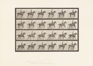 tábla 616. Canter; Nyereg; Bay Horse Daisy alkotó: Eadweard Muybridge