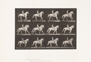 tábla 617. Canter; Csupasz hátú; Rider, 106, meztelen; fehér ló, Clinton, 1885 alkotó: Eadweard Muybridge