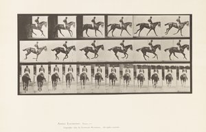 tábla 620. Canter; Nyereg; Telivér Bay Mare Annie 6. alkotó: Eadweard Muybridge