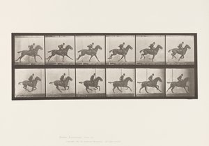 tábla 624. Vágta; Nyereg; Bay Horse Daisy alkotó: Eadweard Muybridge