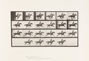tábla 625. Vágta; Telivér öböl ló csokor alkotó: Eadweard Muybridge