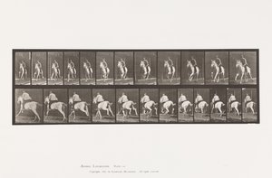 tábla 630. Vágta; Nyereg; Szürke Kanca Pandora alkotó: Eadweard Muybridge