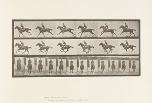 tábla 631. Vágta; Nyereg; Telivér öböl ló csokor alkotó: Eadweard Muybridge