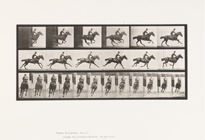 tábla 633. Vágta; Nyereg; Telivér öböl ló csokor alkotó: Eadweard Muybridge