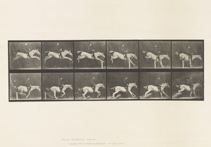 641. tábla Gátugrás; Nyereg; Knocking Over Hurdle és alkotó: Eadweard Muybridge