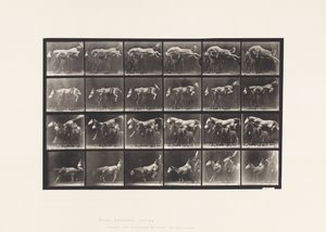 648. tábla Három ló átugrása; A, B; Gesztenye Horse Hornet alkotó: Eadweard Muybridge