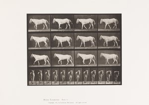 tábla 656. Séta; Ingyenes; A porc csontosodása alkotó: Eadweard Muybridge