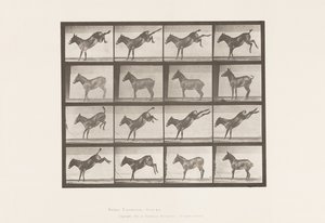 tábla 658. Öszvér; A, rúgás; B, Ruth rúgása alkotó: Eadweard Muybridge