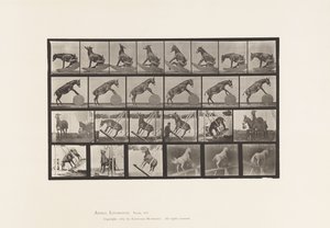 tábla 660. Öszvér; Vegyes előadások Denverben alkotó: Eadweard Muybridge