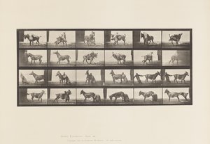tábla 662. Öszvér; A, B, A Refractory Animal Denver alkotó: Eadweard Muybridge