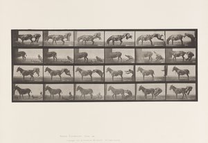 tábla 663. Öszvér; A, B, A Refractory Animal Denver alkotó: Eadweard Muybridge