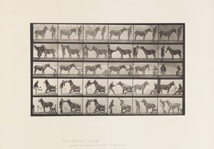 tábla 664. Öszvér; Különféle előadások; asztalnál stb. alkotó: Eadweard Muybridge